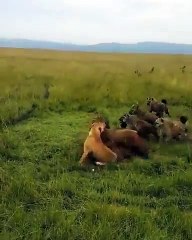 Lioness being attacked by a hyena clan is quickly rescued by her pride