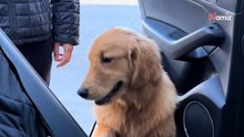 Video: Quando deve salire in macchina, questo cane finge di non poter saltare. Un video dimostra il contrario