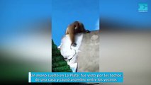 Un mono suelto en La Plata: fue visto por los techos de una casa y causó asombro entre los vecinos