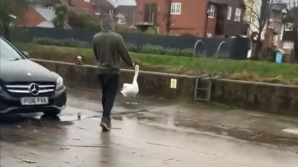 Kind man helps a lost swan get back into water *Heartwarming*