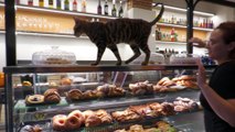 Firenze, ecco il primo bar popolato da gatti: i clienti giocano con loro nella pausa caff?