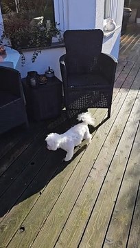 Little Dog Wipes His Paws Before Going Inside