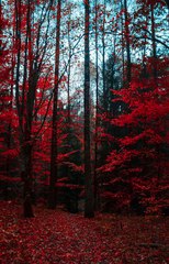 High quality 8K photos for free, more than 30 photos at this link in the comments