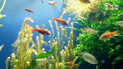 Most beautiful relaxation film "Beautiful Landscapes" with most charming nature, flowers, birds, seascapes & peaceful music
