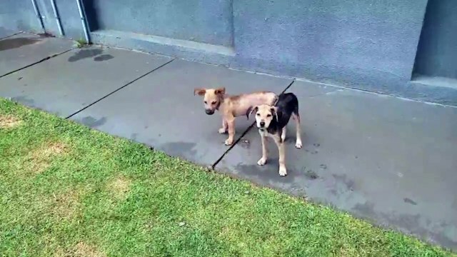 Filhotes precisam de um lar após serem abandonados