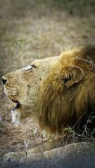 Iconic Deep Grunts Of A Male Lion