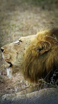 Iconic Deep Grunts Of A Male Lion