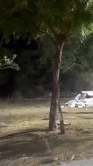 संघर्ष में पैंथर घायल, बढ़ाई निगरानी