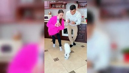 You Laugh You Lose  Funniest Cats and Dogs