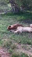 Lioness Plays With Cub