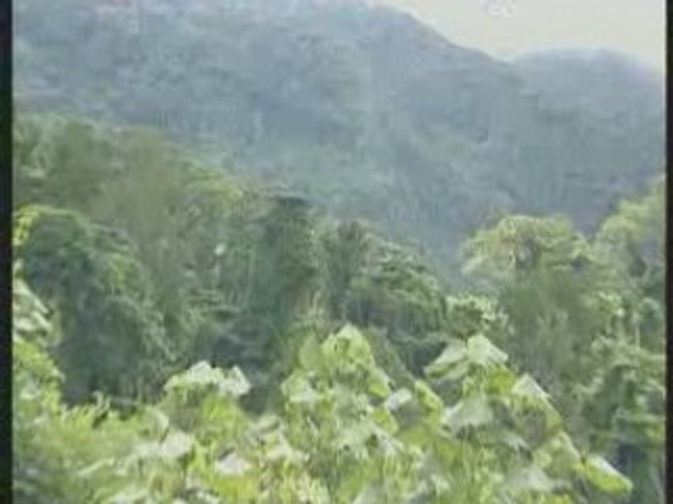 Los murciélagos de livingston