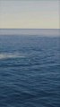 Les baleines à bosse sont des créatures majestueuses qui, par leur comportement ludique, offrent une expérience inoubliable aux touristes.