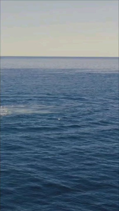 Les baleines à bosse sont des créatures majestueuses qui, par leur comportement ludique, offrent une expérience inoubliable aux touristes.