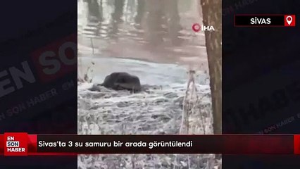 Sivas’ta 3 su samuru bir arada görüntülendi