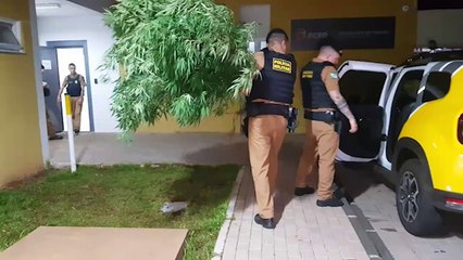 PM detém rapaz e apreende plantação de maconha em residência no Siena