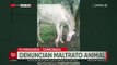 Cochabamba: Denuncian maltrato animal a un caballo herido, atado a un árbol y sin alimento cerca del mercado Rio Tamborada