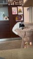 Cat Violently Shakes Head While Sitting Inside Cat Tower