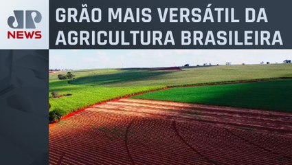 Paraná tem a maior produção de feijão do Brasil