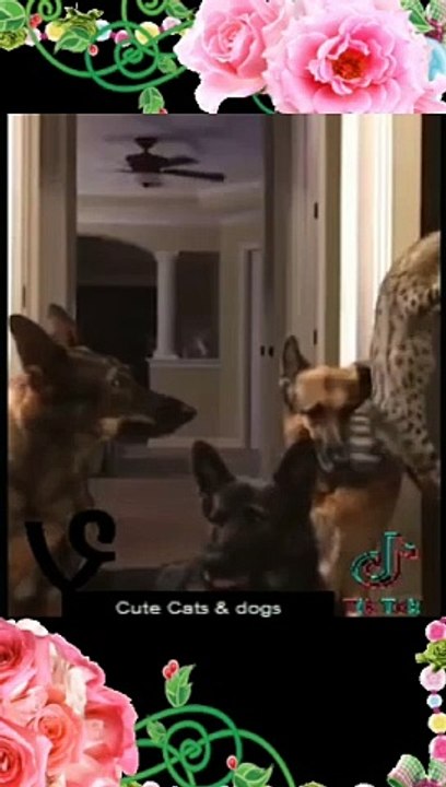 New Funny Animals   Best Funny Animal Videos 2023  Funniest Cats And Dogs Videos Funny Video #