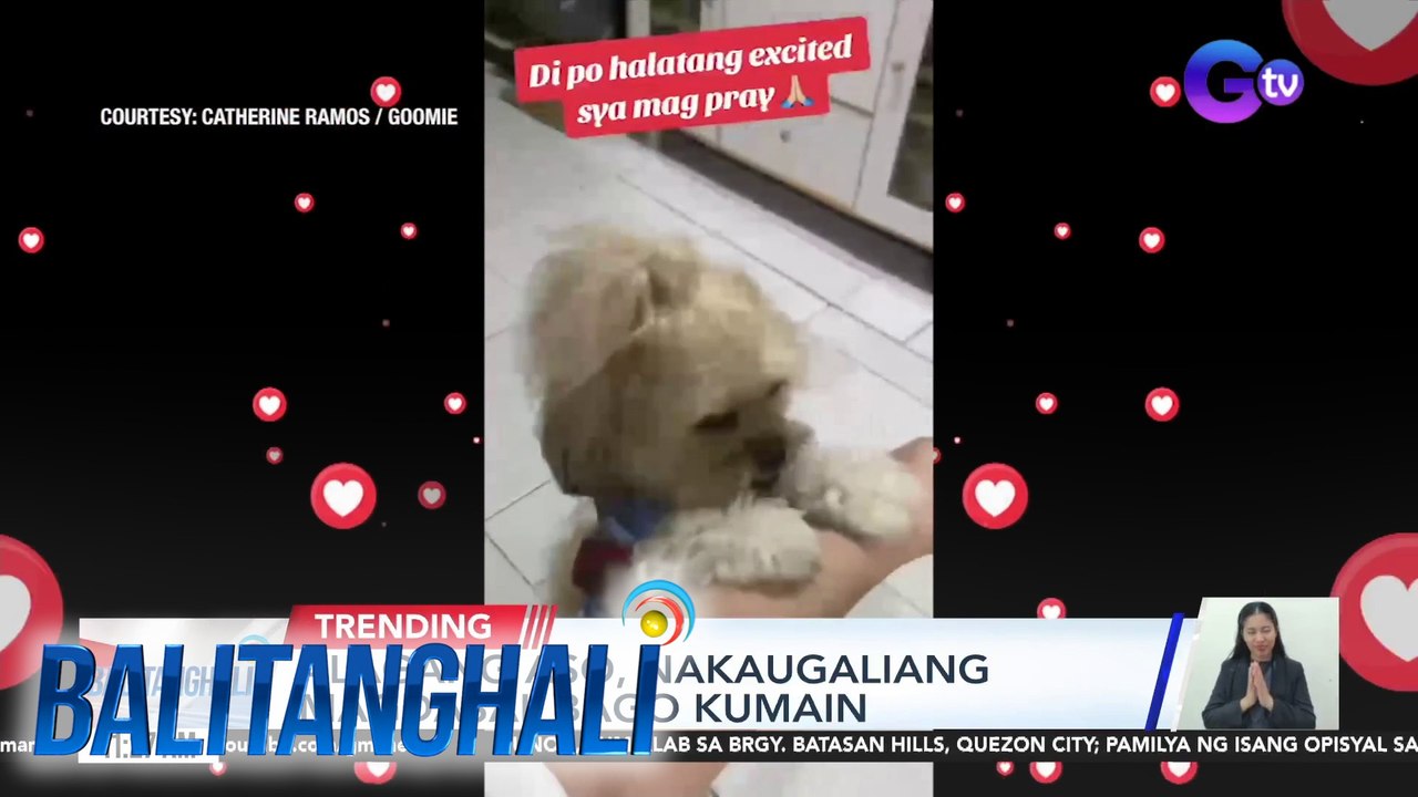 Alagang aso, nakaugaliang magdasal bago kumain | BT - video Dailymotion