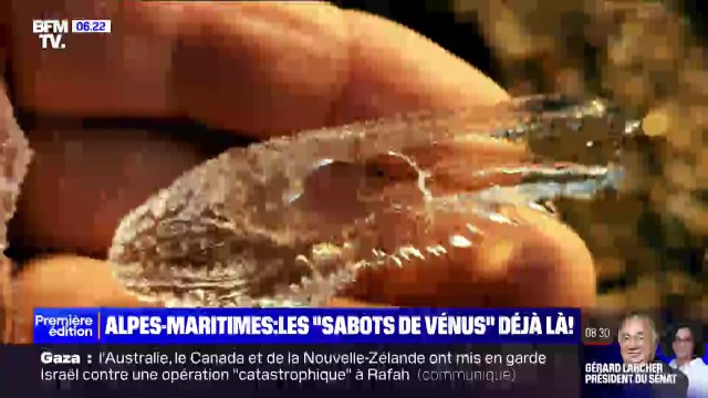 Qu'est-ce que les sabots de vénus , déjà de retour sur les plages des Alpes-Maritimes ?