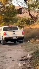 Confirma FE localización de cinco cuerpos en autopista Lagos de Moreno