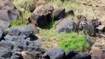 Crocodiles Bite The Face Off Zebra While Crossing Mara River on a Safari in Kenya