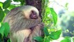 Wildlife of Amazon 4K - Animals That Call The Jungle Home _ Amazon Rainforest _ Relaxation Film