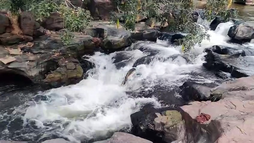 காவிரியில் தமிழகத்திற்கான நீர் வரத்து அதிகரிப்பு; அருவிகளில் தண்ணீர் ஆர்ப்பரித்து கொட்டுவதால் மகிழ்ச்சி
