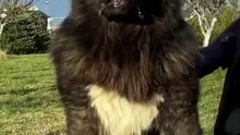 Caucasian Shepherd Dog  One Of The Biggest  Dog Breeds In The World  #shorts #dog