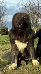 Caucasian Shepherd Dog  One Of The Biggest  Dog Breeds In The World  #shorts #dog