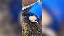 Pet pig stuck in a barrel gets rescued after 20 minutes