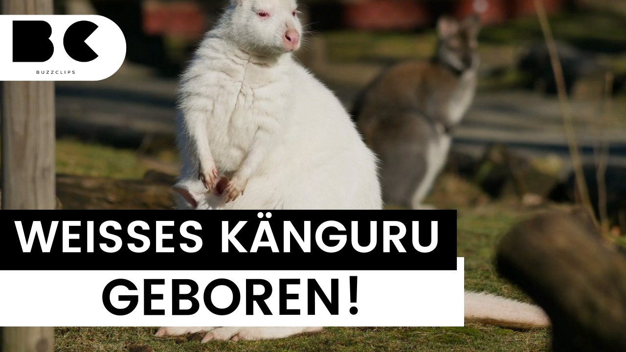 Selten: Weißes Känguru in deutschem Zoo geboren!
