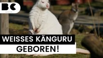 Selten: Weißes Känguru in deutschem Zoo geboren!