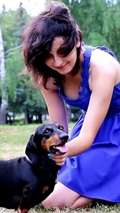 10 Facts About Dachshund |  #Dachshund #dogs  #shorts