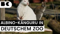 Sensation: In deutschem Zoo kommt weißes Känguru zur Welt!