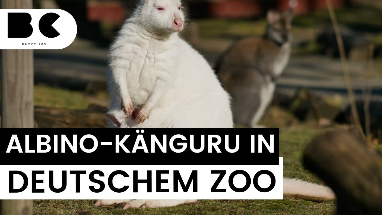 Sensation: In deutschem Zoo kommt weißes Känguru zur Welt!