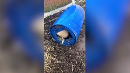 Nottinghamshire woman  tries to rescue her pet pig after if it got itself stuck - in a barrel.