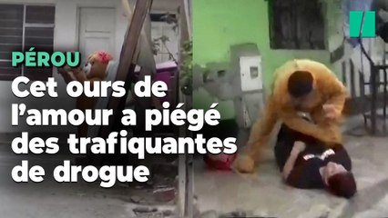 Au Pérou, cet ours séducteur a piégé des trafiquantes de drogue