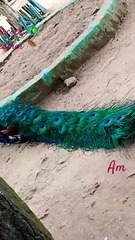 #shortsyoutube #decent #peacock #bird #feathers