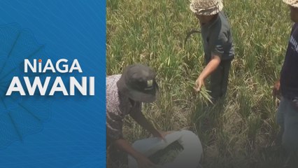 Indonesia import 1.6 juta tan beras ekoran musim penuaian tertangguh