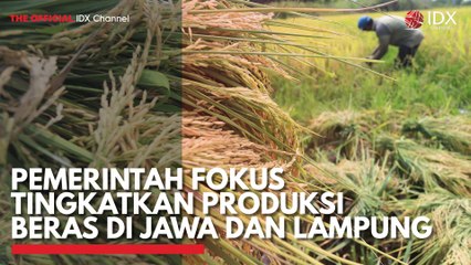 Pemerintah Fokus Tingkatkan Produksi Beras di Jawa dan Lampung
