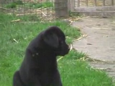 Labradors du taillis Madame