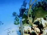 El Mundo Submarino De Jacques Cousteau - El Misterio De Los Arrecifes Ocultos