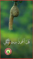 Recitation Of Surah Al-Falq..! Tilawat Qur'an...! #fyp  #tilawah #koran #islam #trendingvideo #viralvideo #viralrecitation #100k #foryou  #alshaikhabdulaziz #foryoupage