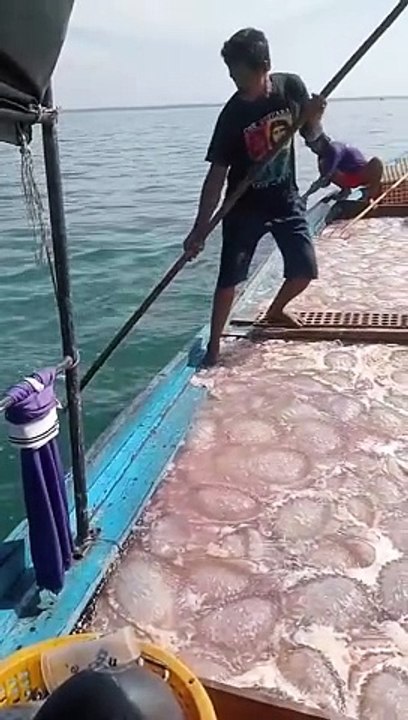 A male individual is engaged in the act of catching cnidarians commonly known as jellyfishes