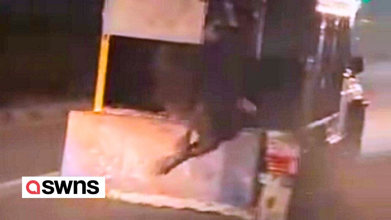 Kühe während einer zweistündigen Verfolgungsjagd mit Viehschmugglern aus einem fahrenden Lkw „geworfen“