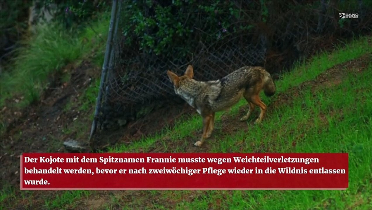 Ein Kojote ist mit seinem Kopf in einer Statue stecken geblieben