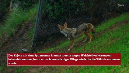 Ein Kojote ist mit seinem Kopf in einer Statue stecken geblieben