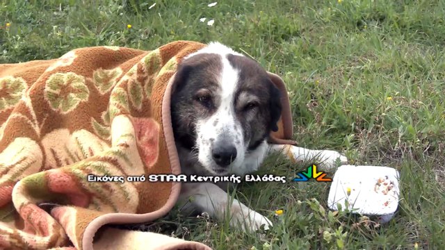 Δηλητηρίασαν αδέσποτα σκυλιά στην Πελασγία Στυλίδας. Πως σώθηκε η Ντόλι